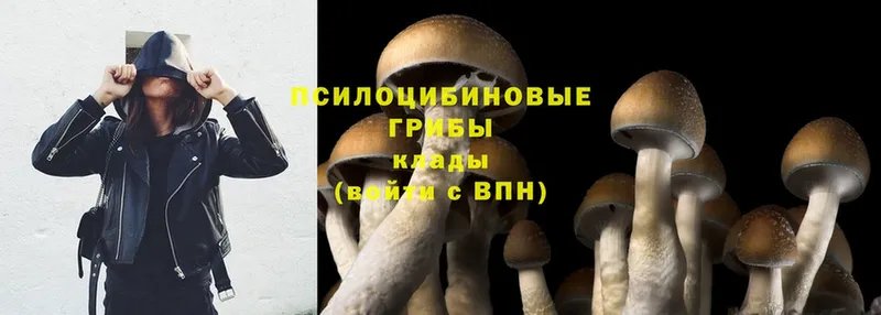 купить   Белозерск  Псилоцибиновые грибы Psilocybe 